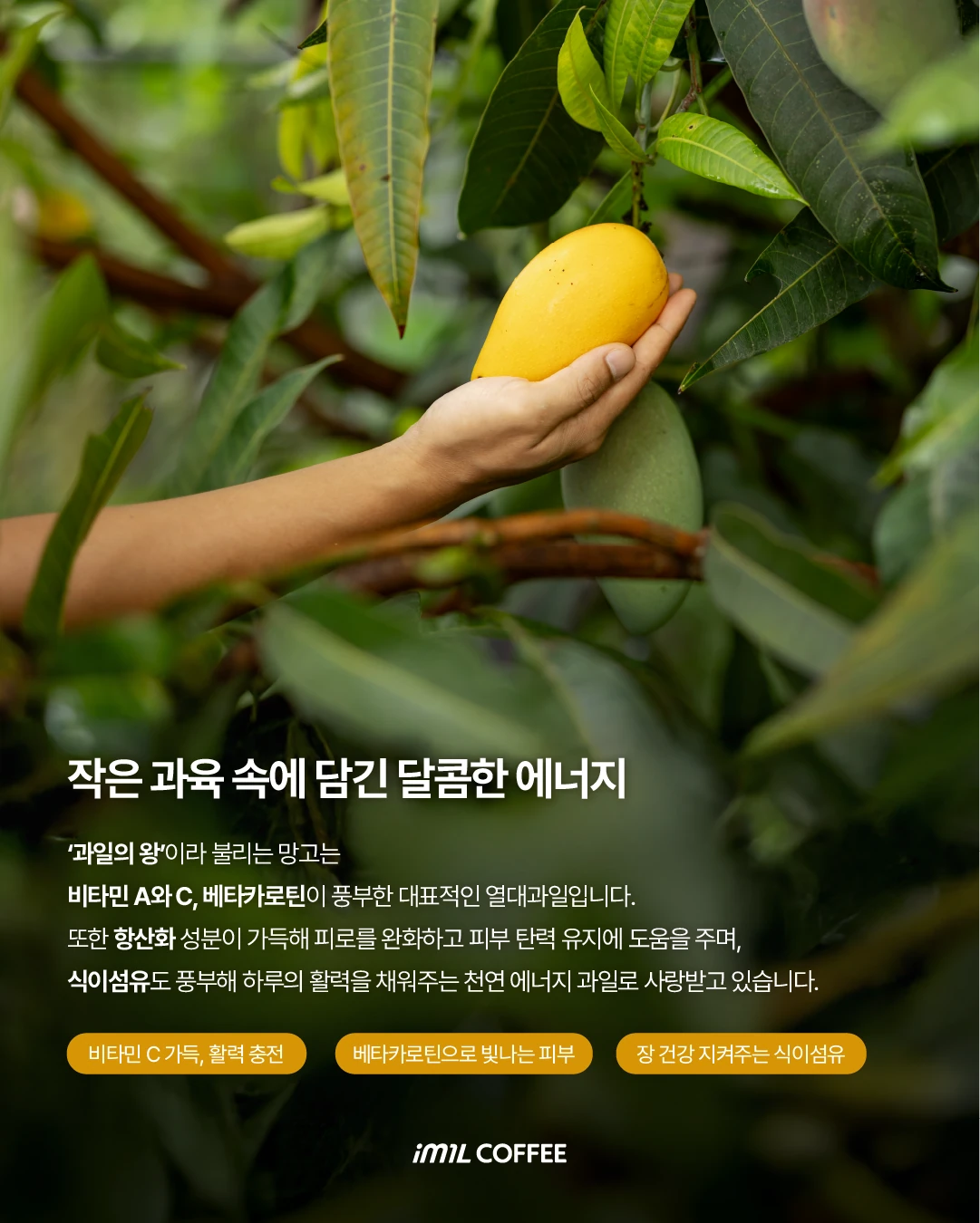 𝐄𝐀𝐓𝐂𝐑𝐈𝐏𝐓 | 달달한게 땡길 때 딴거 '망고' 이거🥭 본문 이미지 2